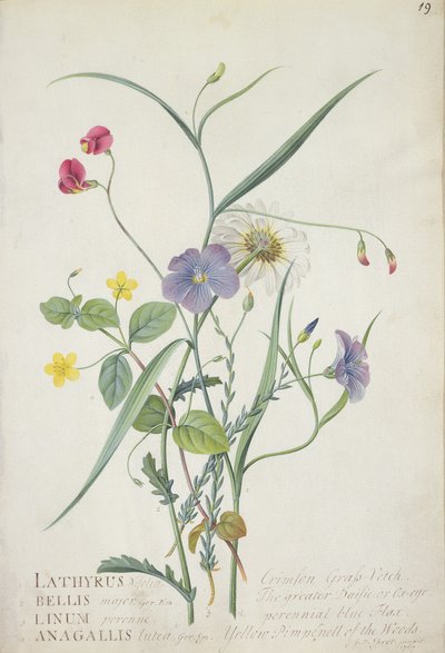 Lathyrus nissolia, Chrysanthemum leucanthemum, Linum perenne, Lysimachia nemorum, 1767 da Georg Dionysius Ehret